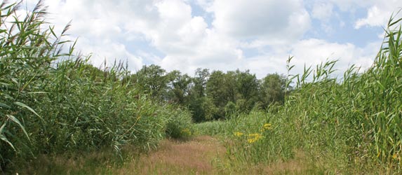 foto van rietfilters